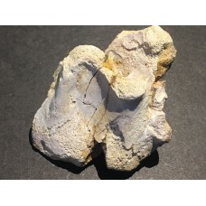 Obratel dinosaura